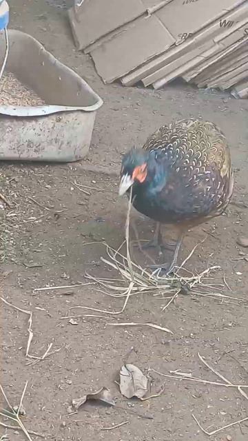 Румынский фазан смотреть онлайн