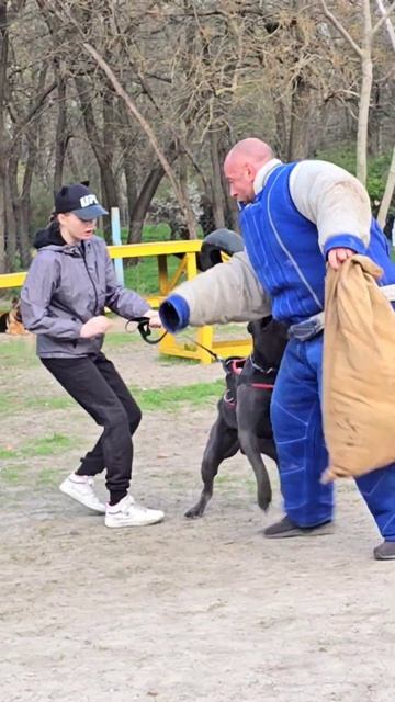 Real protector STRAZHODESSA Training Cane Corso Groenendael Odessa 2024