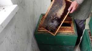 борьба с восковой молью 70% уксусной кислотой