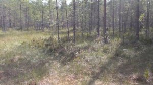 В лес за голубикой