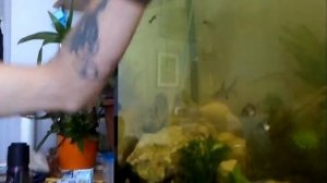 Кормёжка аквариумных рыбок замороженной креветкой