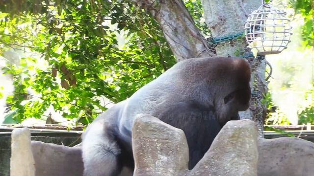 賈霸里好聰明😆會玩噴水🤣💦#Djeeco#ゴリラ#迪亞哥#金剛猩猩#taipeizoo #gorilla #台北市立動物園20240802#8