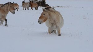 Лошади Пржевальского бегут встречать