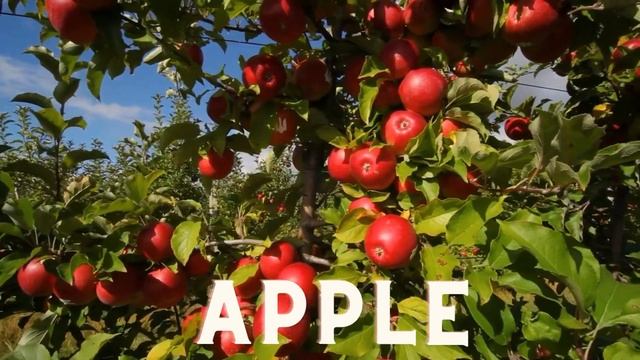 4 Super Fruits To Slow the Aging Process смотреть онлайн