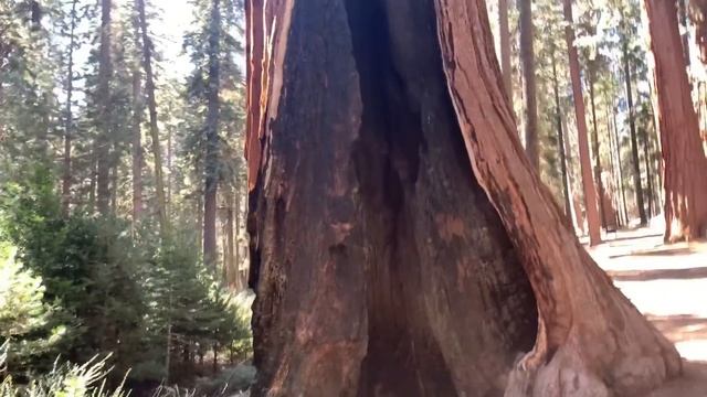 Day 2 Part 2 Big Trees at Sequoia National Park