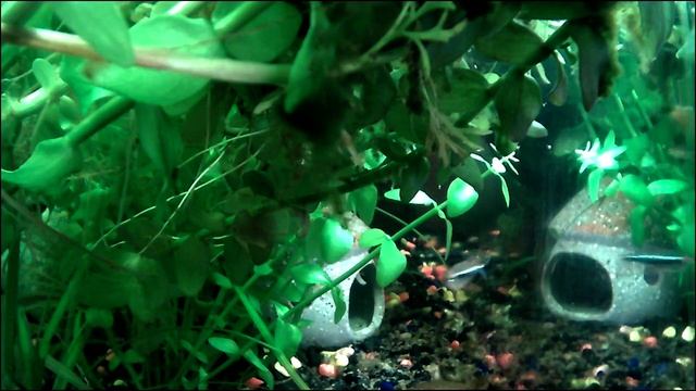 More under water camera action, Black neon and Ember tetra aquarium
