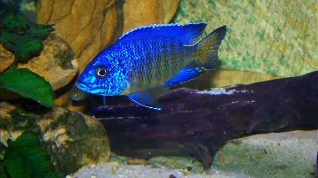 Aulonocara stuartgranti Ngara Flametail by Chechu Gómez смотреть онлайн