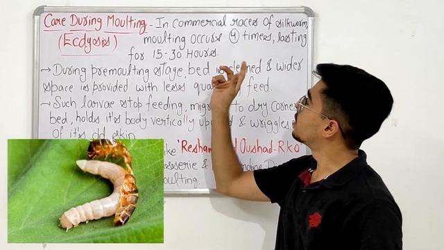 Rearing Mounting And Harvesting of Silkworm Cocoons (PART 2) #sericulture