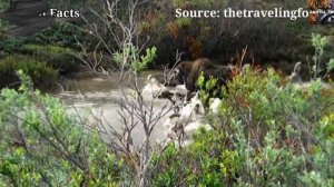 ВОЛК В ДЕЛЕ! Волк против Лося, Тигра, Кабана, Собак! 🐺💥