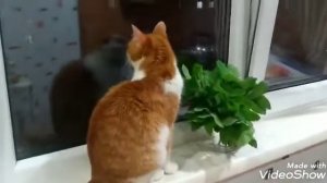 Моя любимая кошечка и мята