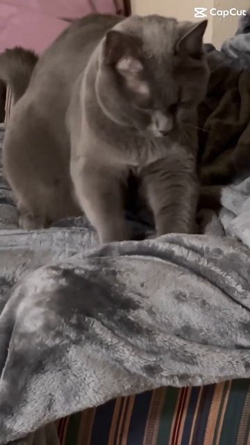 Sitting at home in peace #purr #cats #bluecat #cat #funny #catpurr #cutepets #kitten #kitty #catcat