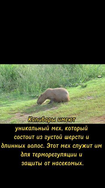 Это Интересно.Капибары смотреть онлайн