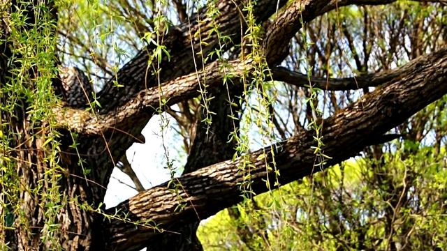 Весна смотреть онлайн