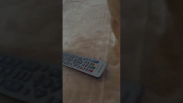 Грустный заяц смотреть онлайн