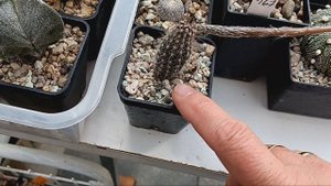 Юбельмания красива,а цветок никакой.Цветение колючек.Мой кактусятник..