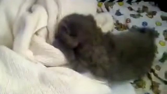 Мой котёнок умер смотреть онлайн