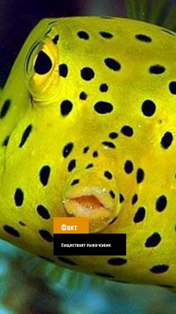 А знали ли вы, что рыба-кубик… #shorts смотреть онлайн
