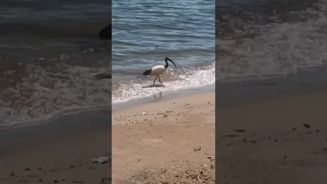 marabou stork egret Black headed ibis birds sounds forage in natures lakeshore wildlife#viral смотреть онлайн