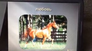 Мир лошадей