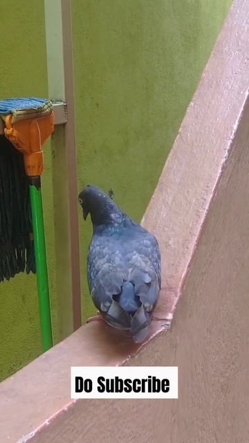 Pet pigeons #photography #subscribe #youtubeshorts #camera #youtube #trending #viral #sub #pigeon смотреть онлайн