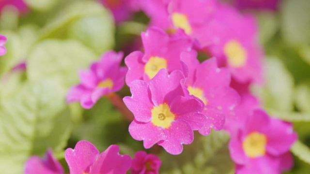 Top 5 Winter Blooms Plants for Pots and bedding |  Winter flowering plants