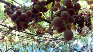 Созрел сорт Лидия / Ripe grape variety Lydia