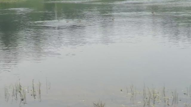 Уточки ныряют. Озеро. Кемерово смотреть онлайн