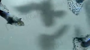 Гуппи орёл голубой ассорти самец