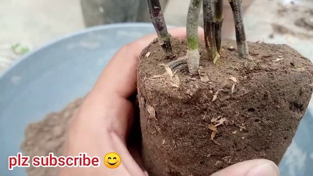 How to Grow Eranthemum with Cuttings || Very easy and fast Growth || Care Tips