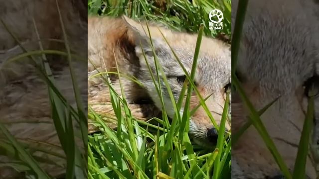 Coyote pup reluctantly accepts kind man's help смотреть онлайн