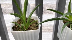 TOLUMNIA ORCHIDS UPDATE | Tolumnia Orchid Care | Tolumnia Collection