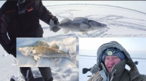 Каракулино. В поисках Судака!
