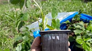 Посылка от Сергея Зубцова. Саженцы клубники