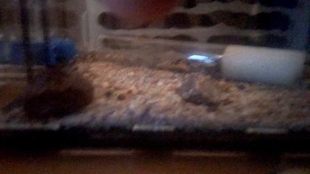 Первые муравьи смотреть онлайн