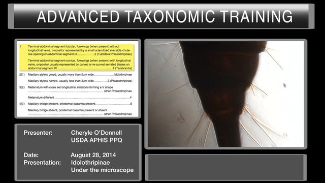 Idolothripinae Under the microscope смотреть онлайн