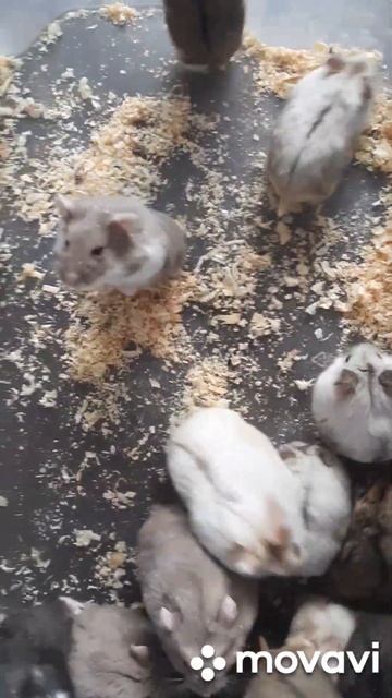 Хомяки #pets #купитьхомяка #животные #хомяк #грызуны #москва #ручнойхомяк #питомецдляребенка #love