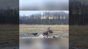 Волки на приваде 2022. Калининградская область