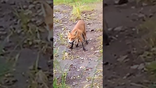 Лис на рыбалке. смотреть онлайн