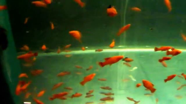 DSCF5020.AVI - ФЛАГОВЫЙ РУБИН - ПОДРОСТКИ . смотреть онлайн