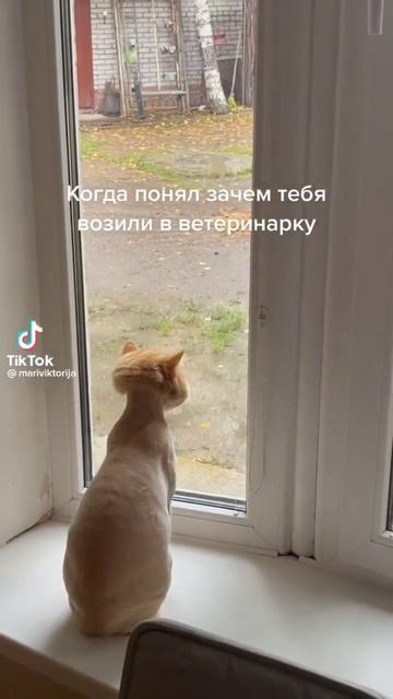 #best #мем #кот #бебра #олег #кринж #подстава #мемы #надоела#достала смотреть онлайн