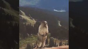 Песня бобра