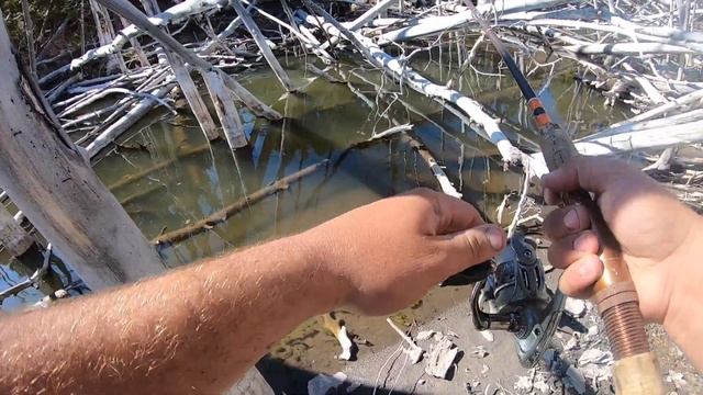 I Found a Honey Hole! Brook Trout Catch n’ Cook смотреть онлайн