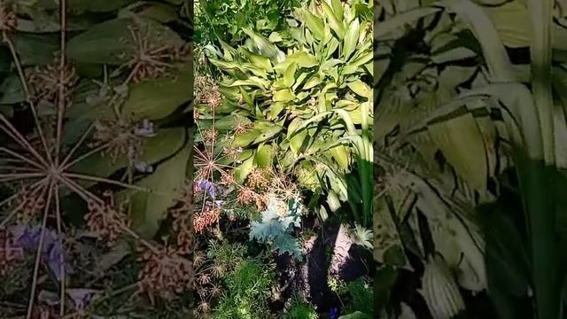 На квітнику ще й дерева є 🌱🌷🌻🌹🌳 #квіти #лілейник #дельфініум #аконіти #лук-батун #шовковиця #морозц