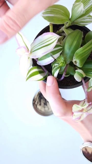 Зачем нужны шпильки в цветоводстве?/ Формирование растений/ Callisia congesta variegata white
