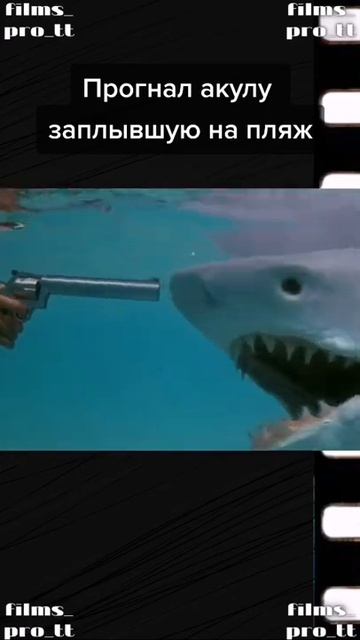 прогнал акулу заплывшую на пляж