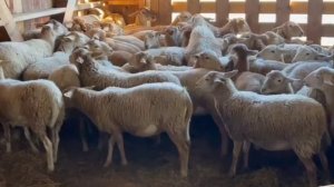 Чипирование катумских овец и племенной учет.