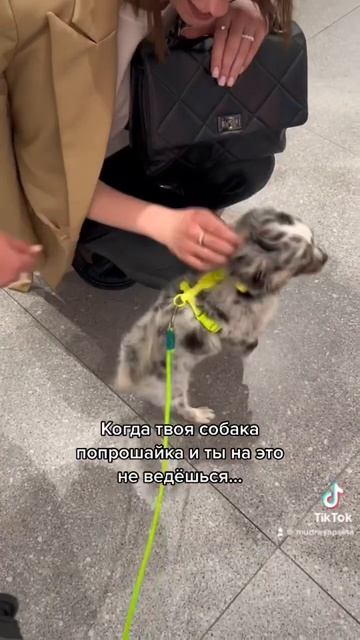 #щенок #моясобака #собачники #милоевидео #видеоприколы