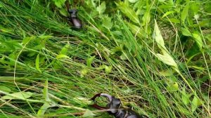 Жук олень  Мартинюк С.