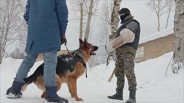 Развитие добычного драйва с элементами послушания.