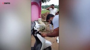 This video shows a massive COBRA - found in a moped's engine | SWNS